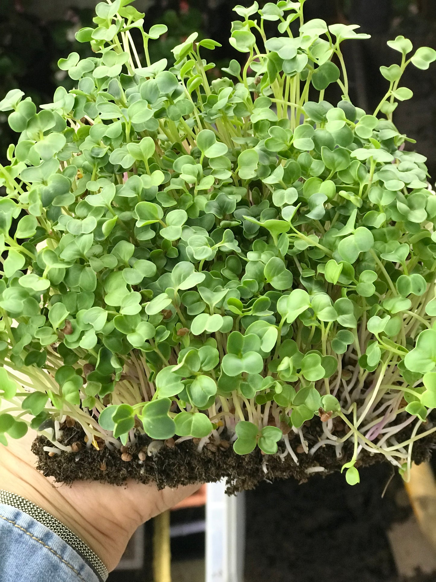 Rucola Microgreens
