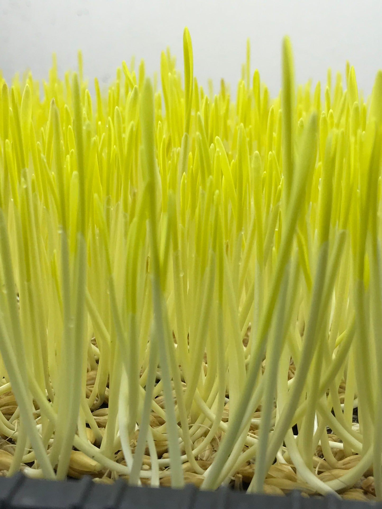 Yellow Wheatgrass Microgreens