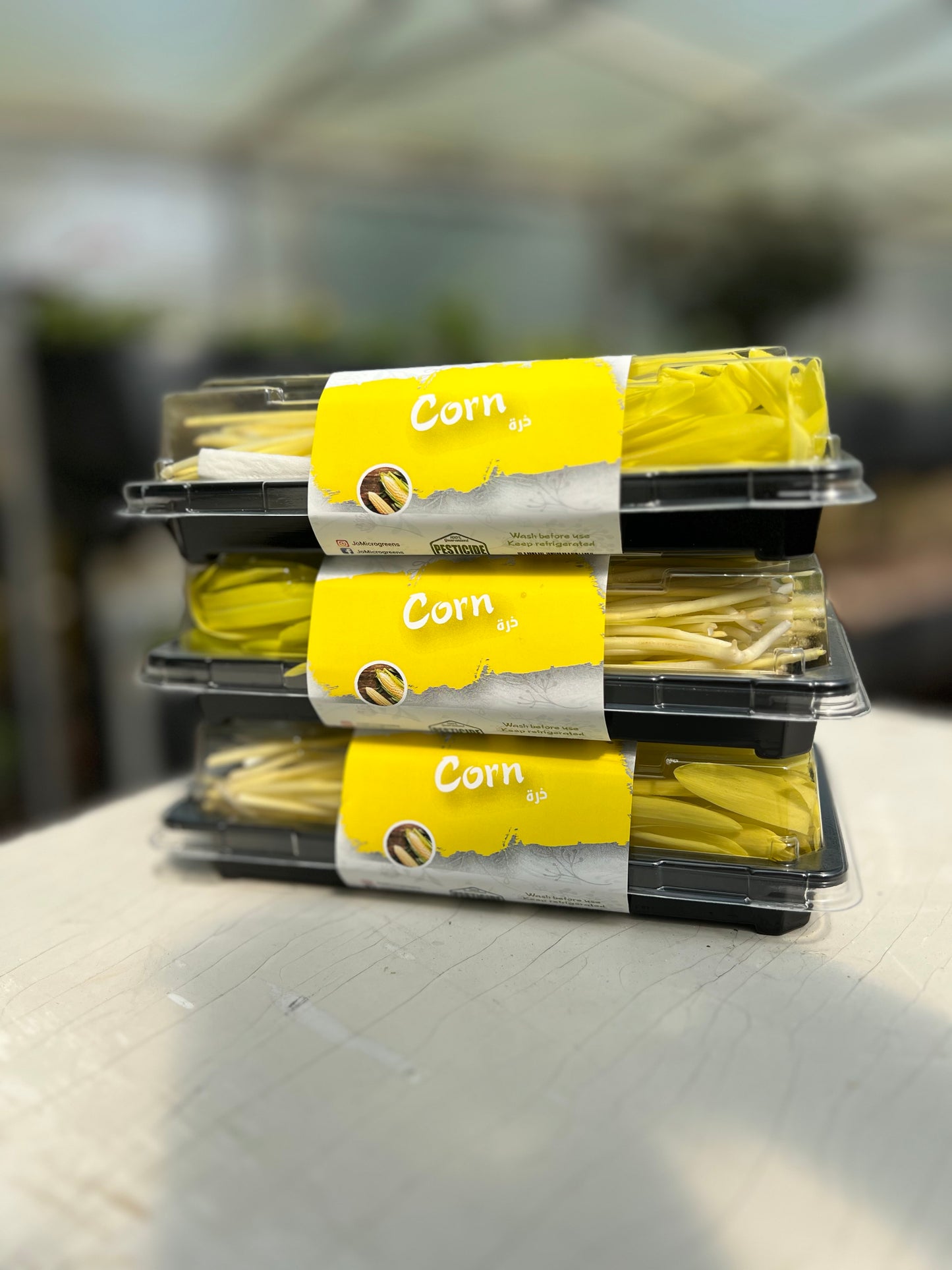 Corn Microgreens