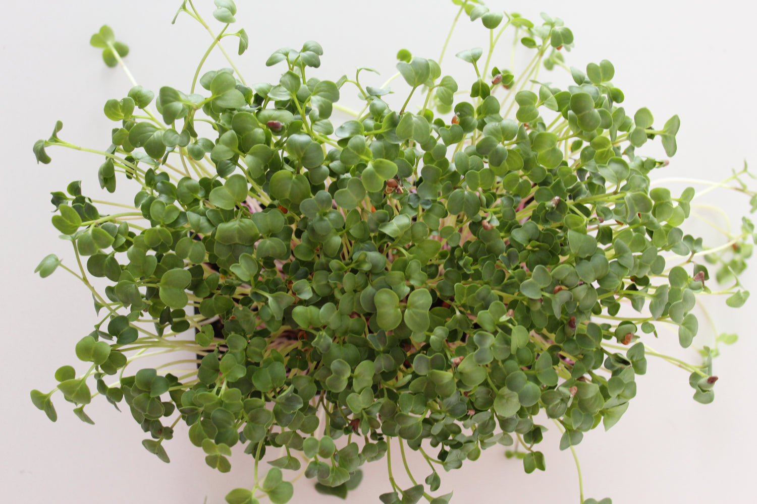 MICROGREENS