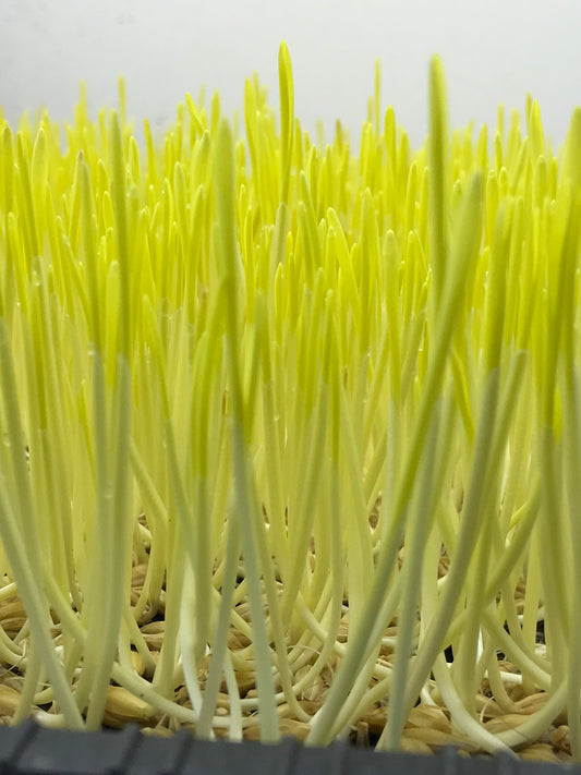 Yellow Wheatgrass Microgreens