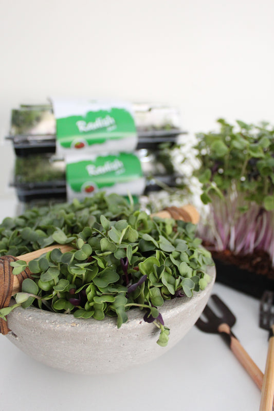 Radish Microgreens